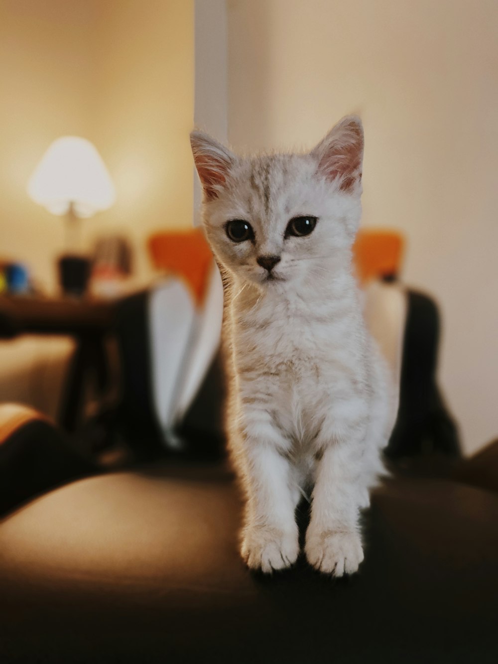 white cat on brown sofa