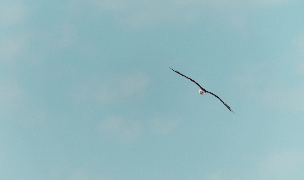 bird flying under blue sky during daytime