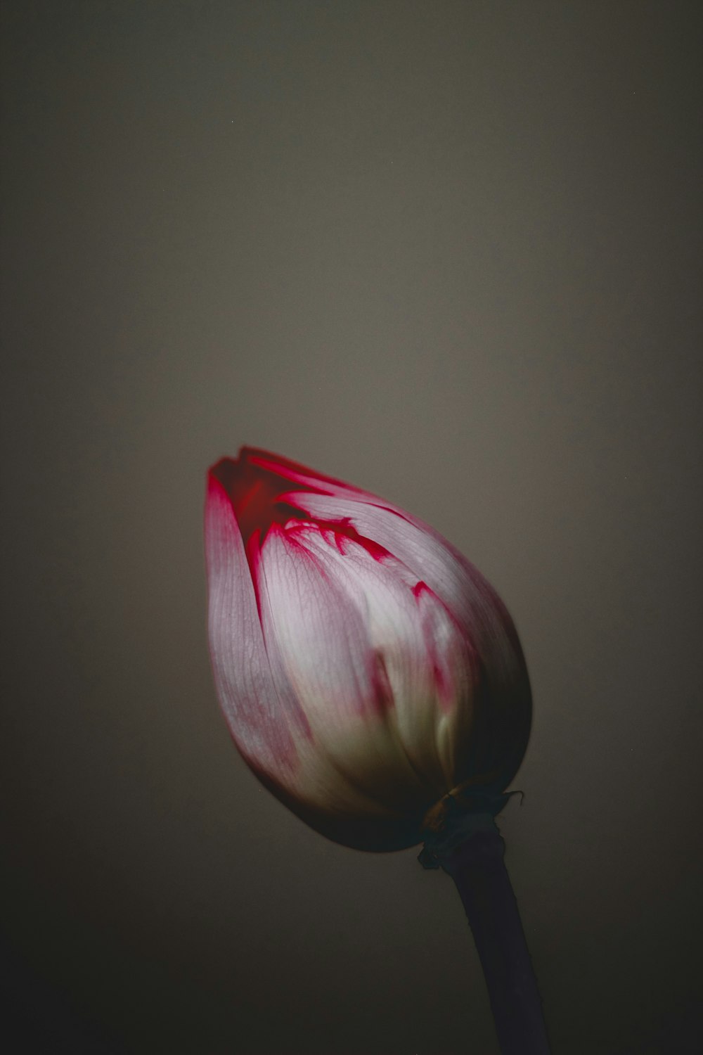 pink and white flower bud