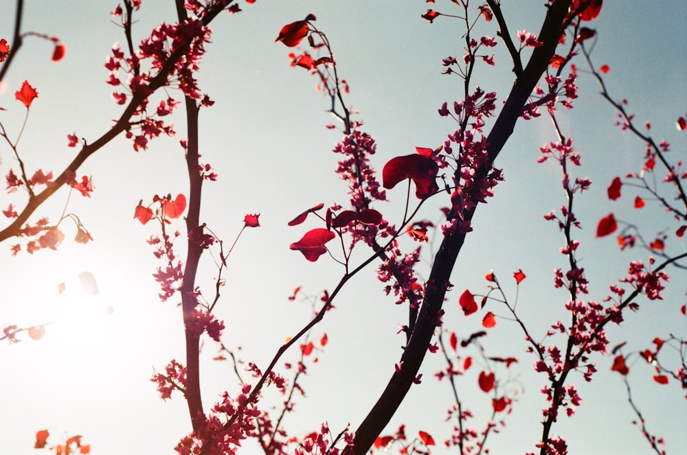 red bird on brown tree branch during daytime