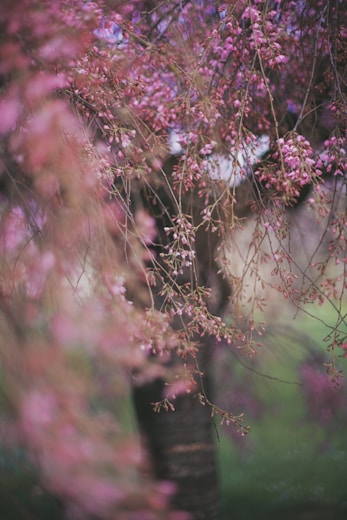 pink and white flowers in tilt shift lens