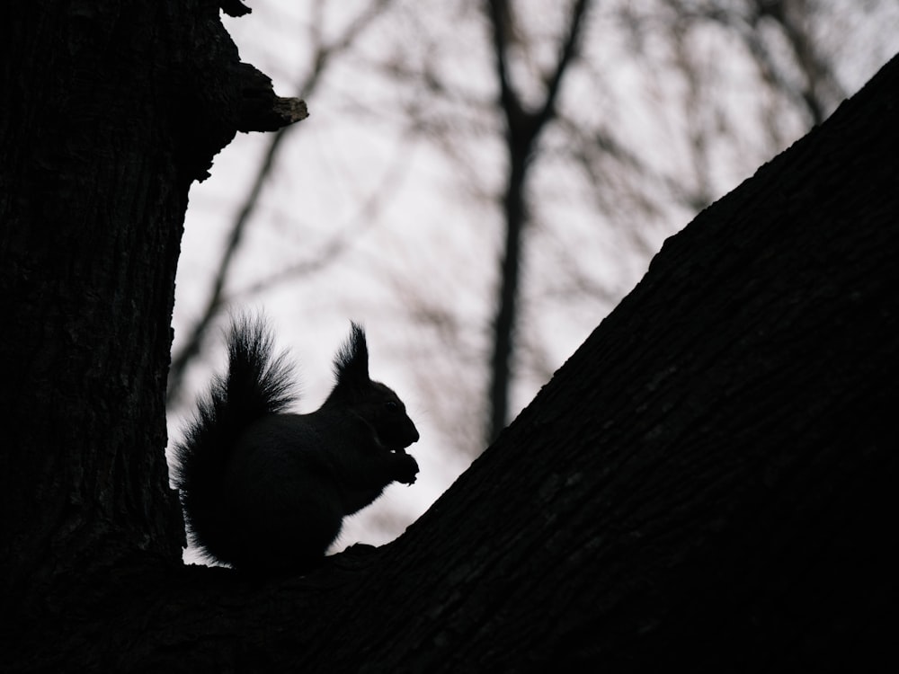 black squirrel on tree branch during daytime