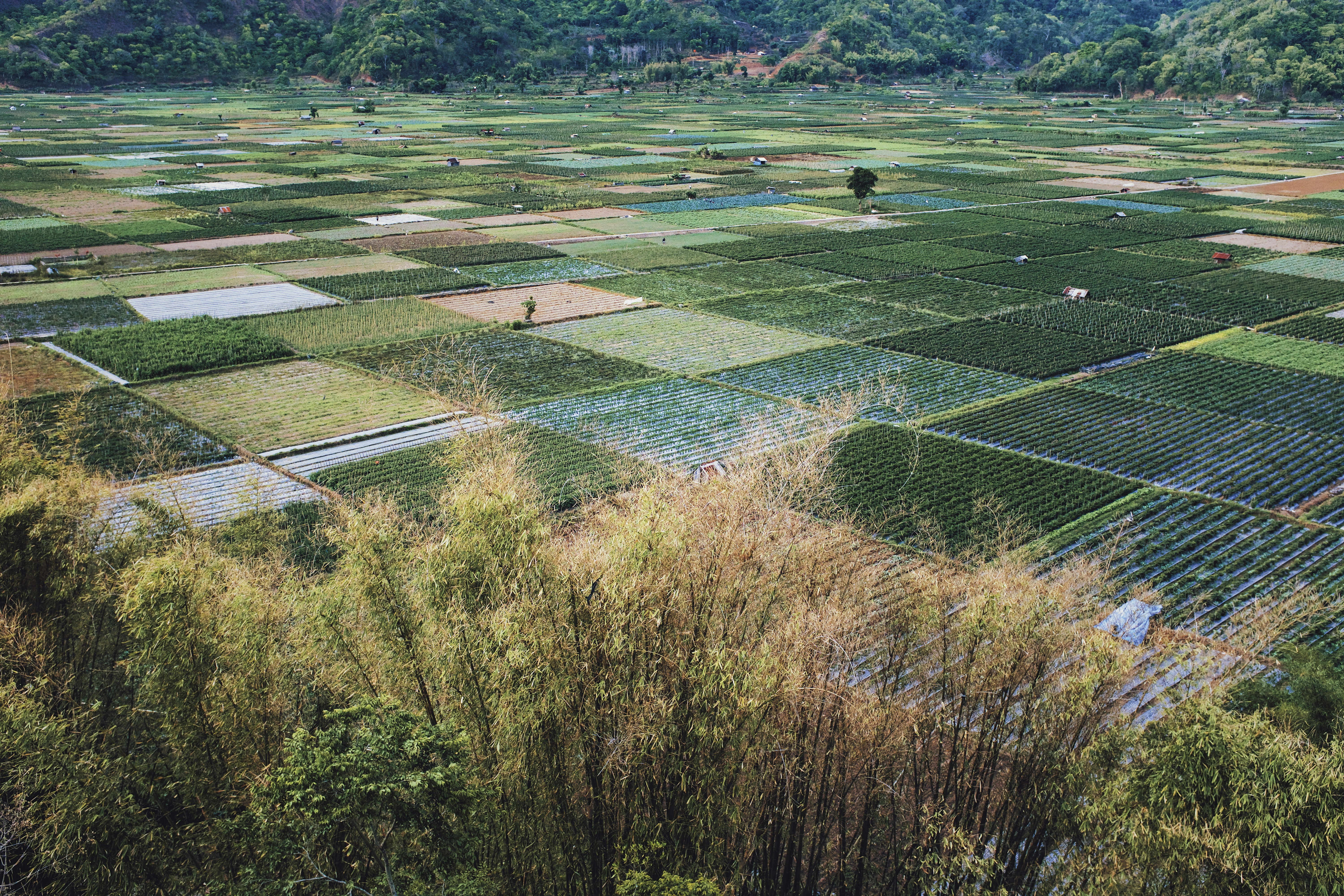Luftaufnahme des grünen Rasenfeldes während des Tages