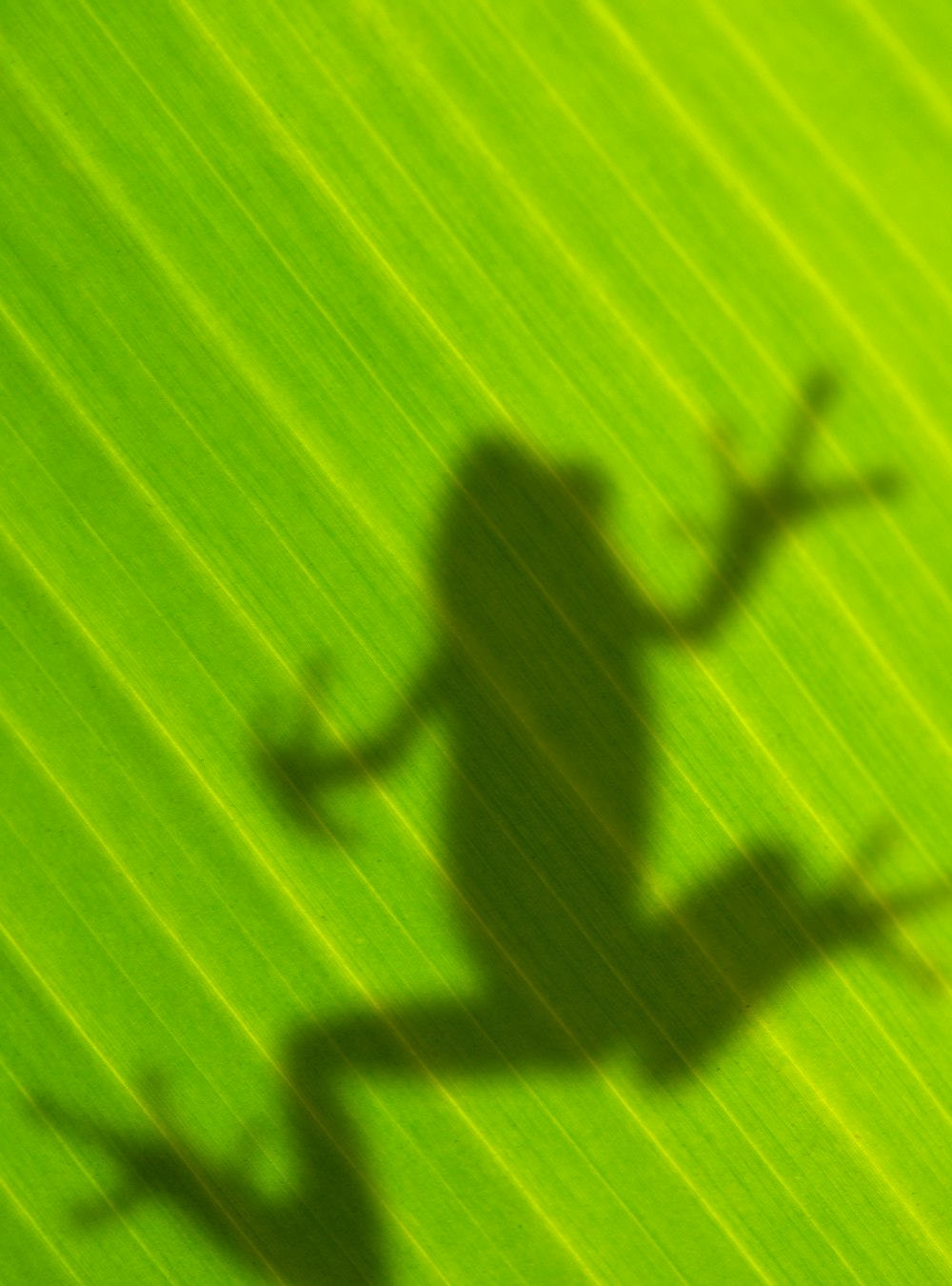 green and black frog on green textile