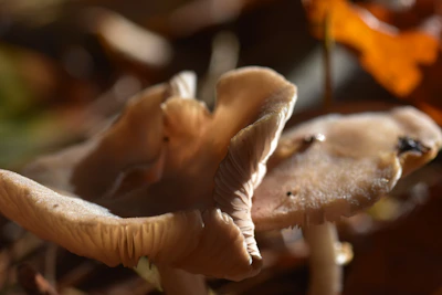 Close-up of fresh mushrooms and coconuts with natural earthy tones and soft lighting highlighting their freshness.
