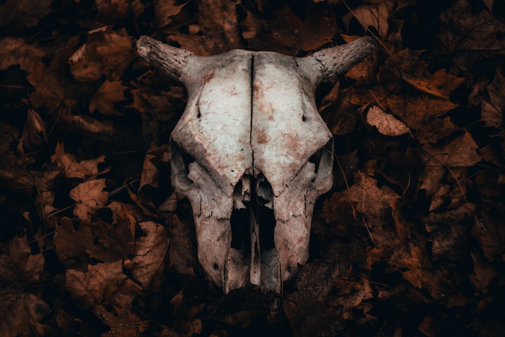 white animal skull on brown dried leaves