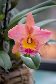 The image features a close-up view of a single orchid flower with light pink petals that have subtle hints of peach. The central part of the flower is a vibrant yellow with a hint of magenta. The background shows out-of-focus green leaves, suggesting the flower is part of an indoor plant setup.