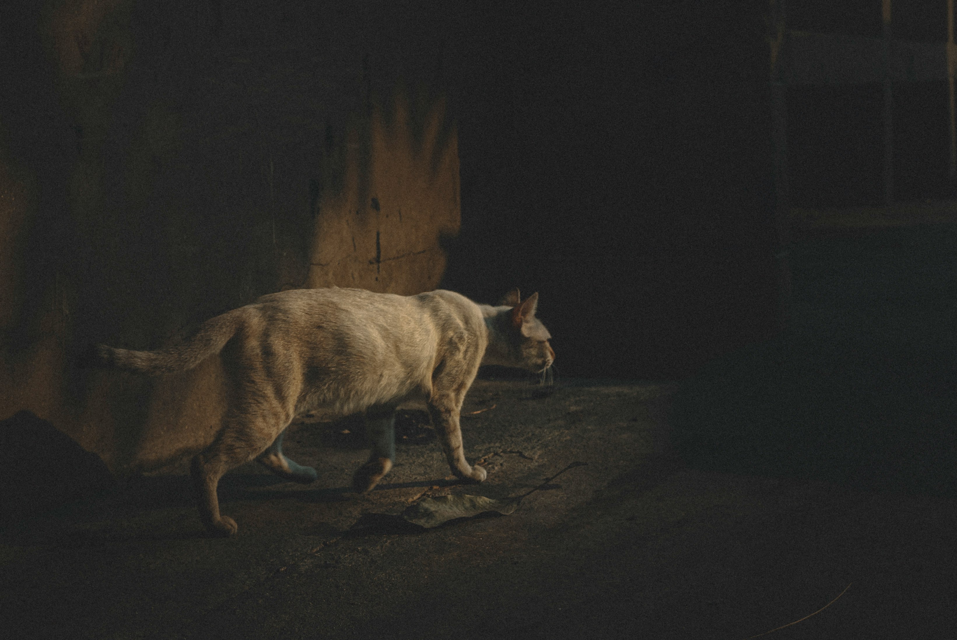 brown and white short coated dog on brown soil during night time