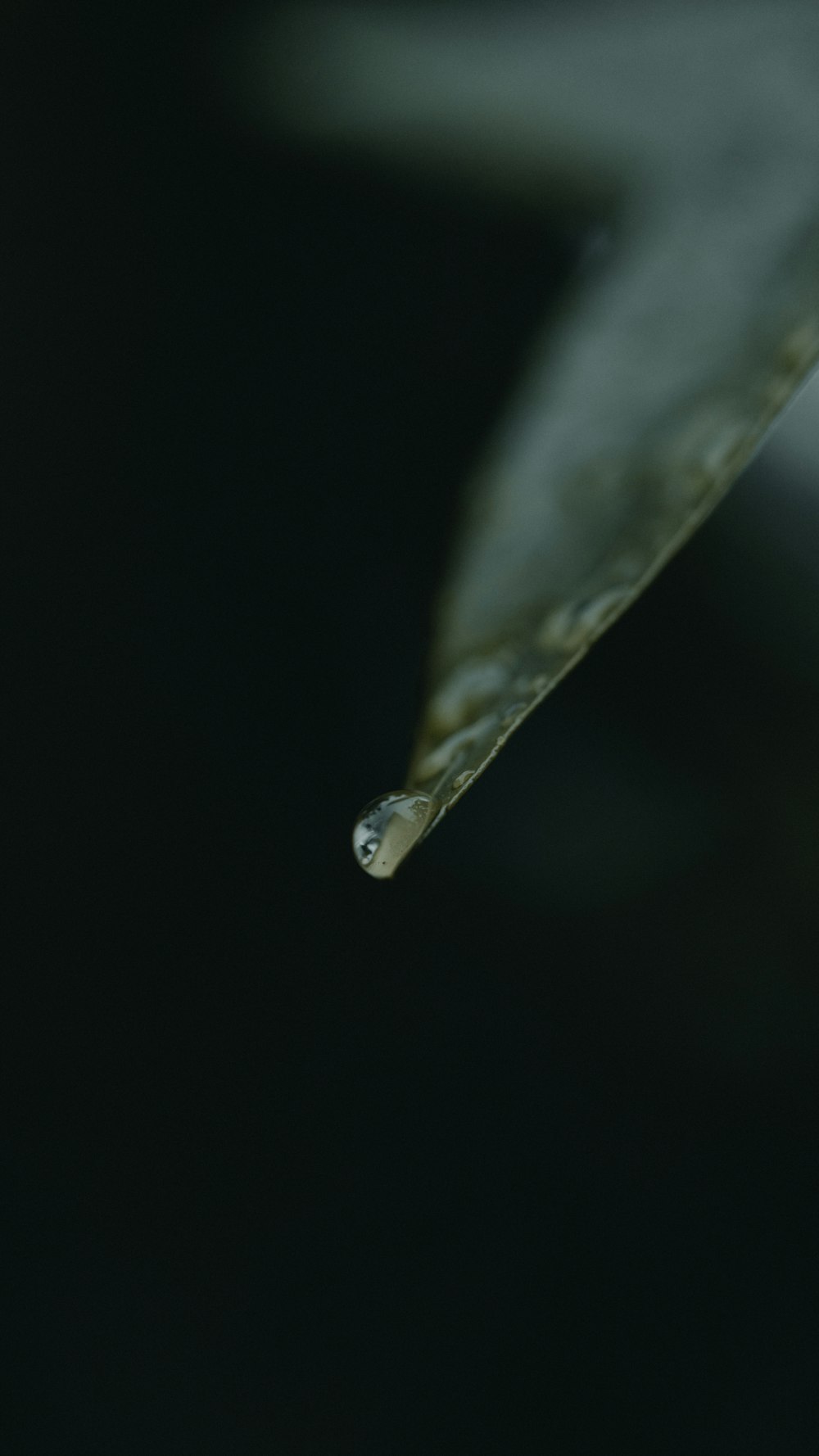 water drop on green leaf