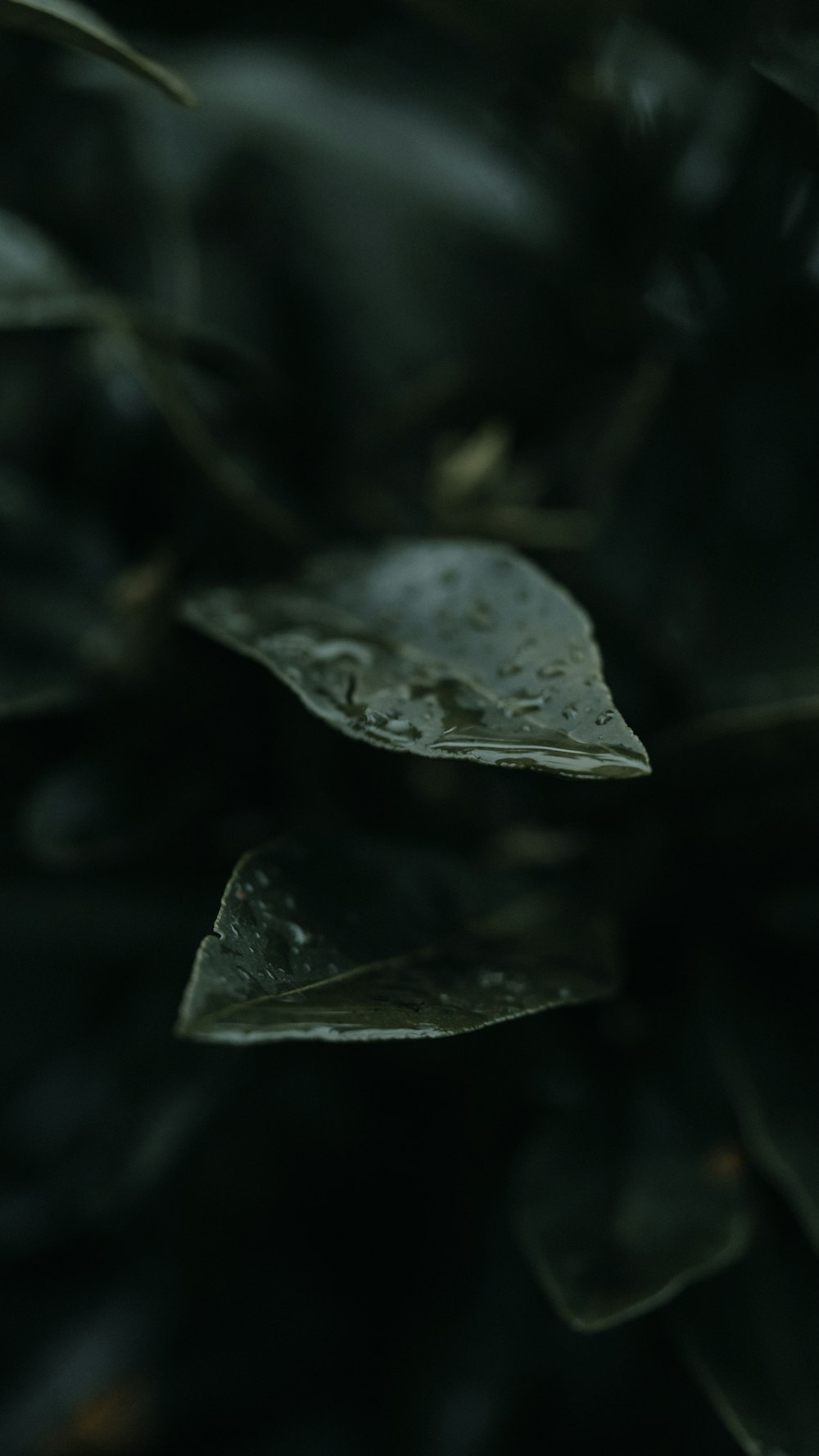 water droplets on green leaf