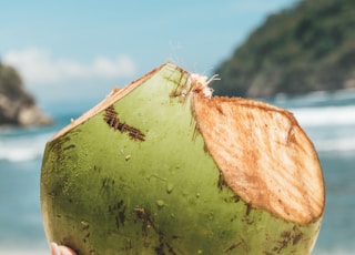 person holding green coconut fruit