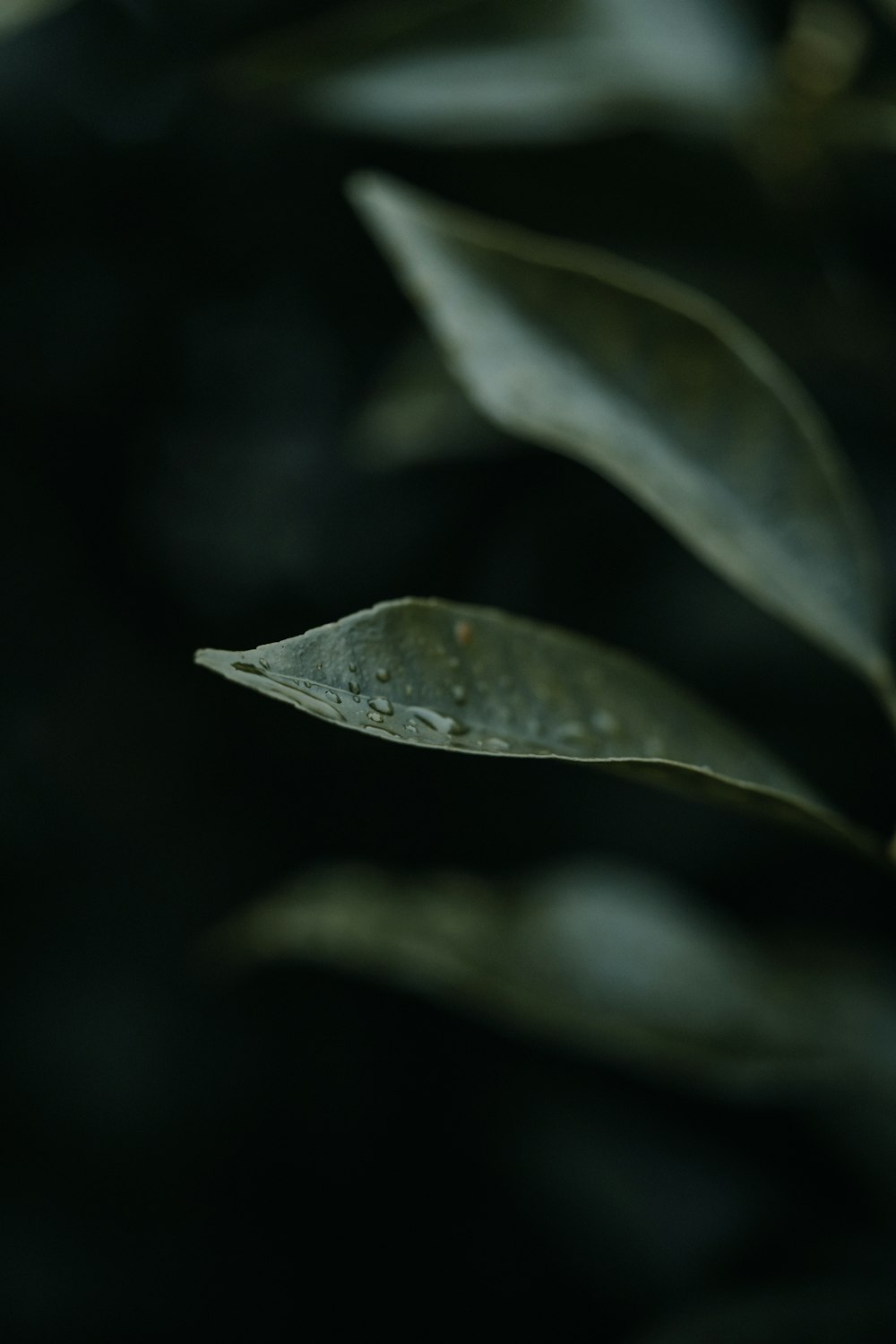 green leaf in close up photography