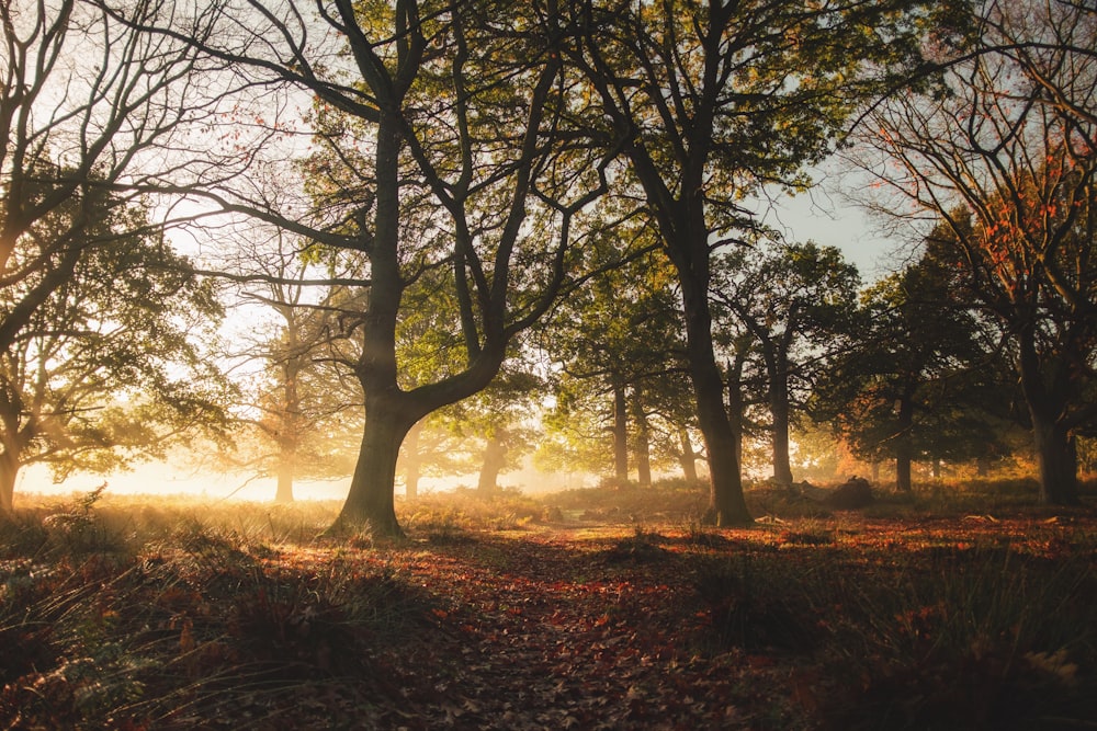 green trees on brown grass field during sunset