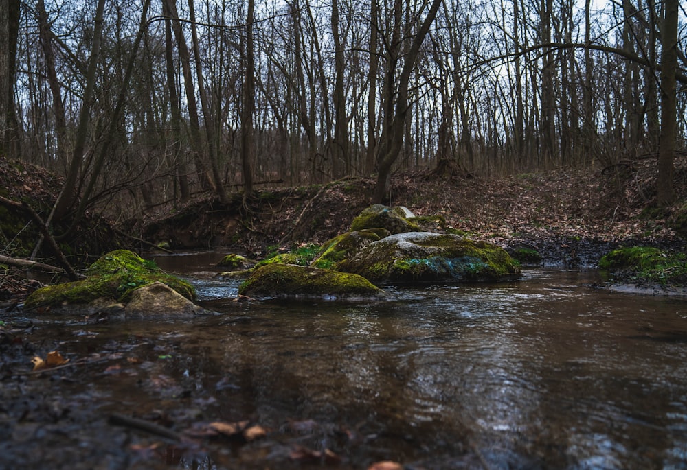 brown bare trees beside river during daytime