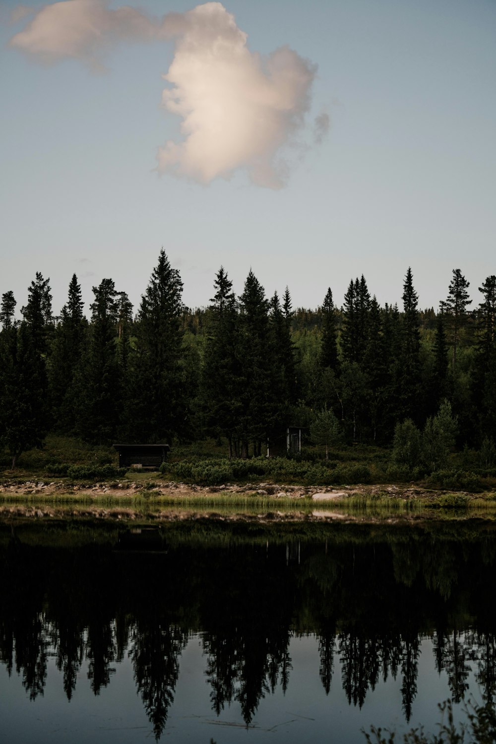 green pine trees beside lake during daytime