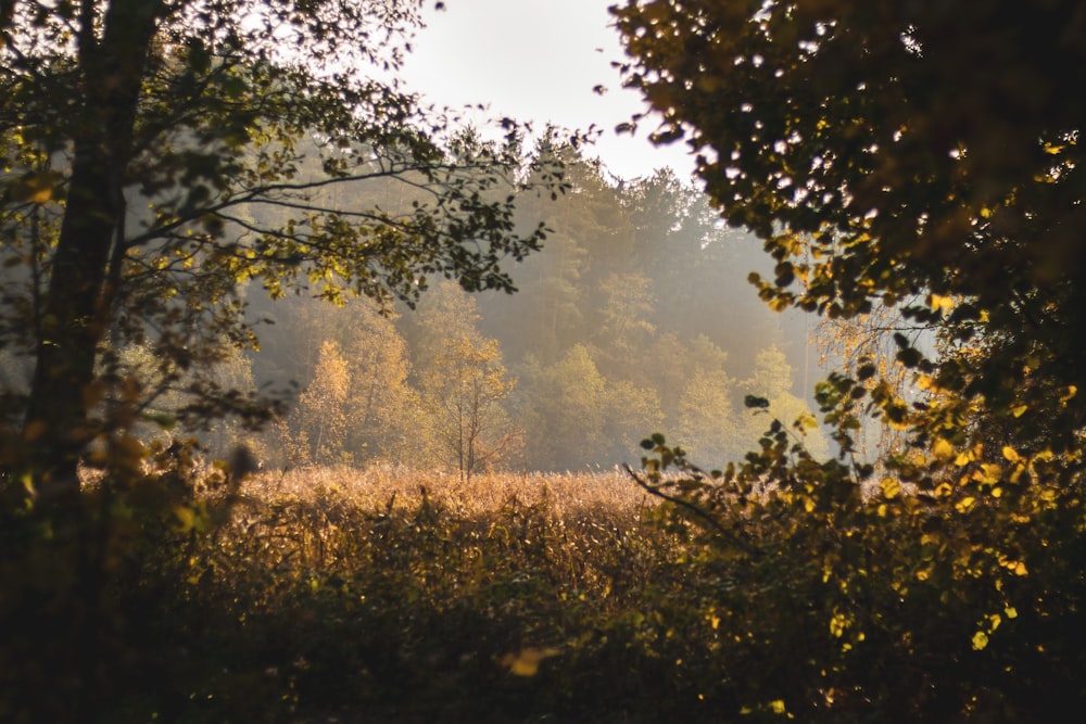 green trees and brown grass field during daytime