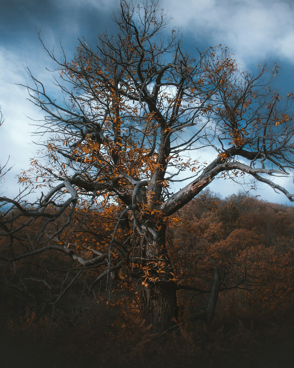 arbres bruns sous le ciel bleu pendant la journée