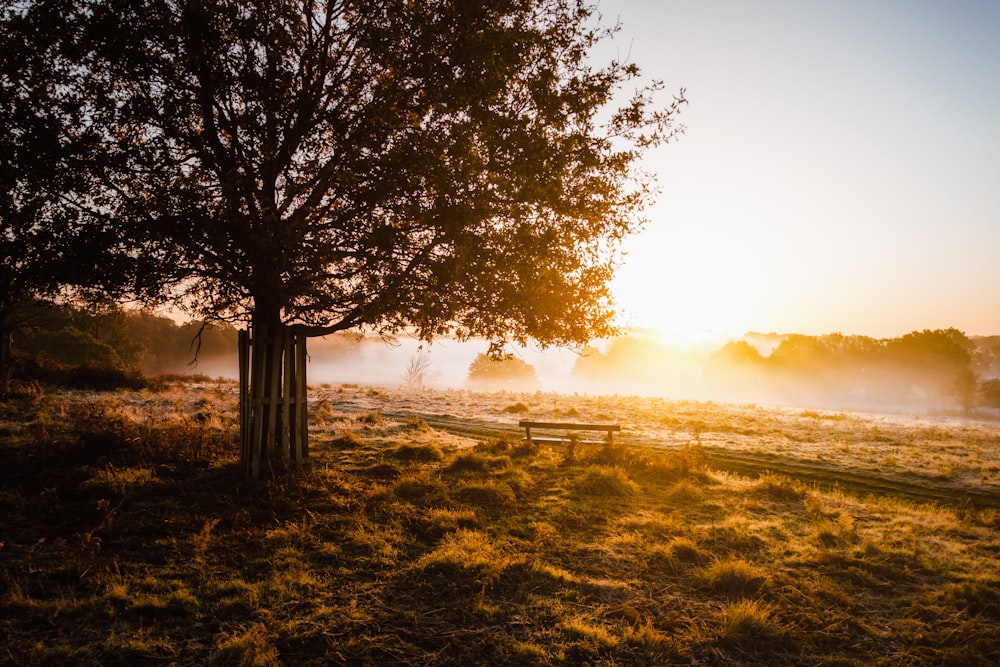 green trees on brown field during daytime