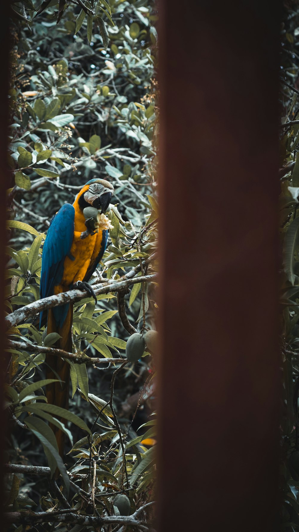 blue yellow and red macaw