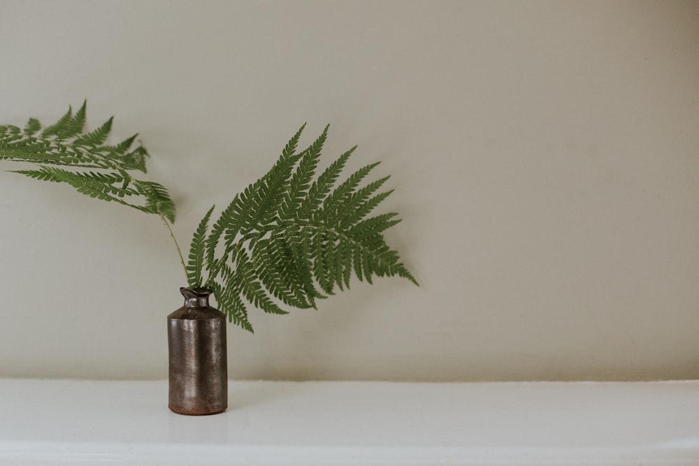 green plant in brown ceramic vase