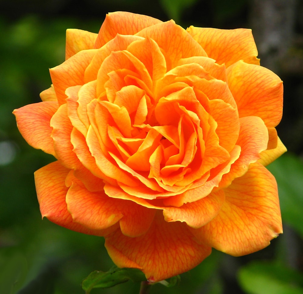 rose orange en fleurs pendant la journée