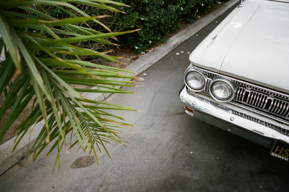 green palm plant beside gray car