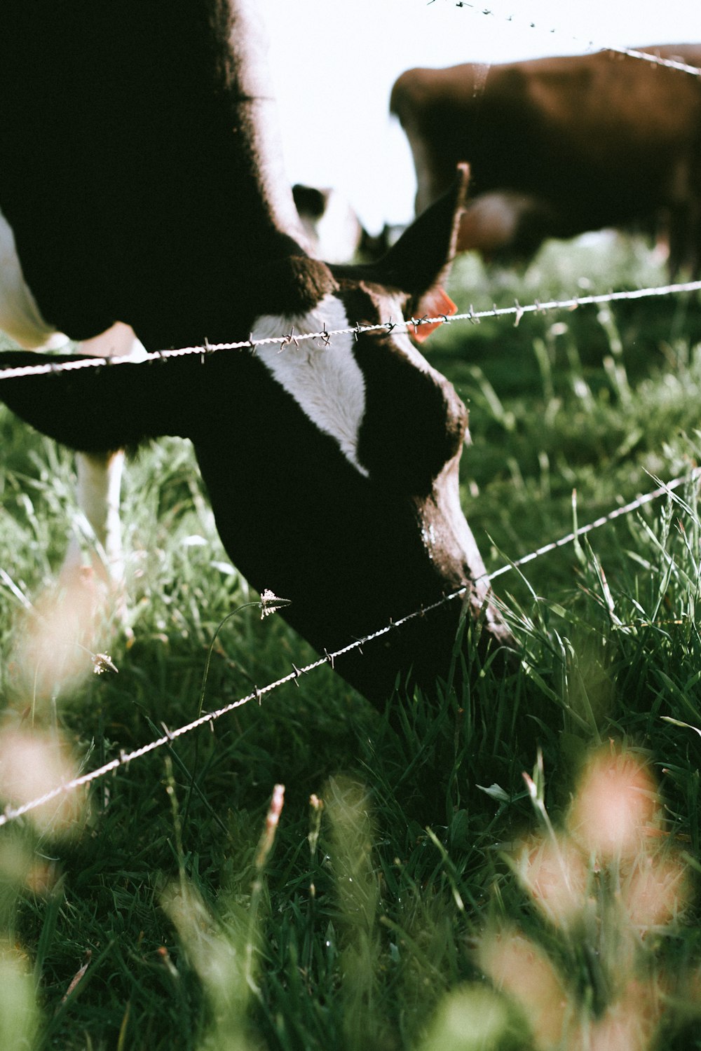 black and white cow on green grass field during daytime