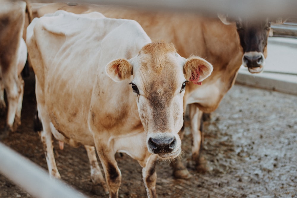 white cow on brown soil during daytime