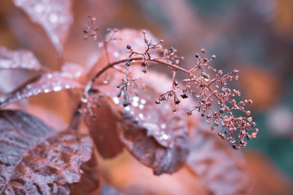 brown plant with water droplets