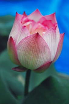 A vibrant pink lotus flower with delicate petals stands prominently against a blurred blue and green background. The petals have a gradient of pink shades, giving a soft and elegant appearance.