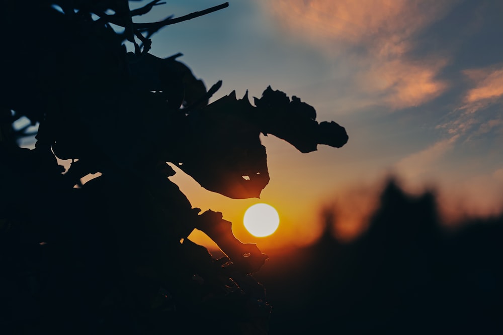 silhouette of plants during sunset