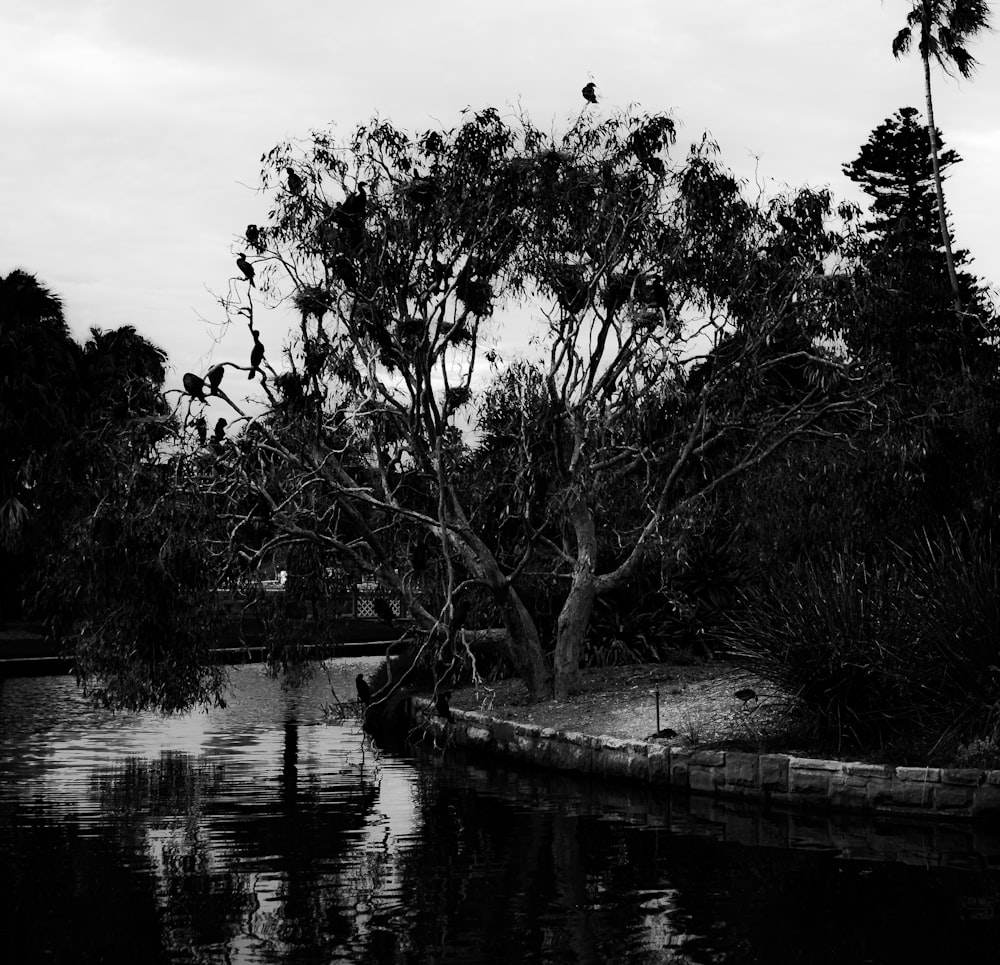 grayscale photo of trees near body of water