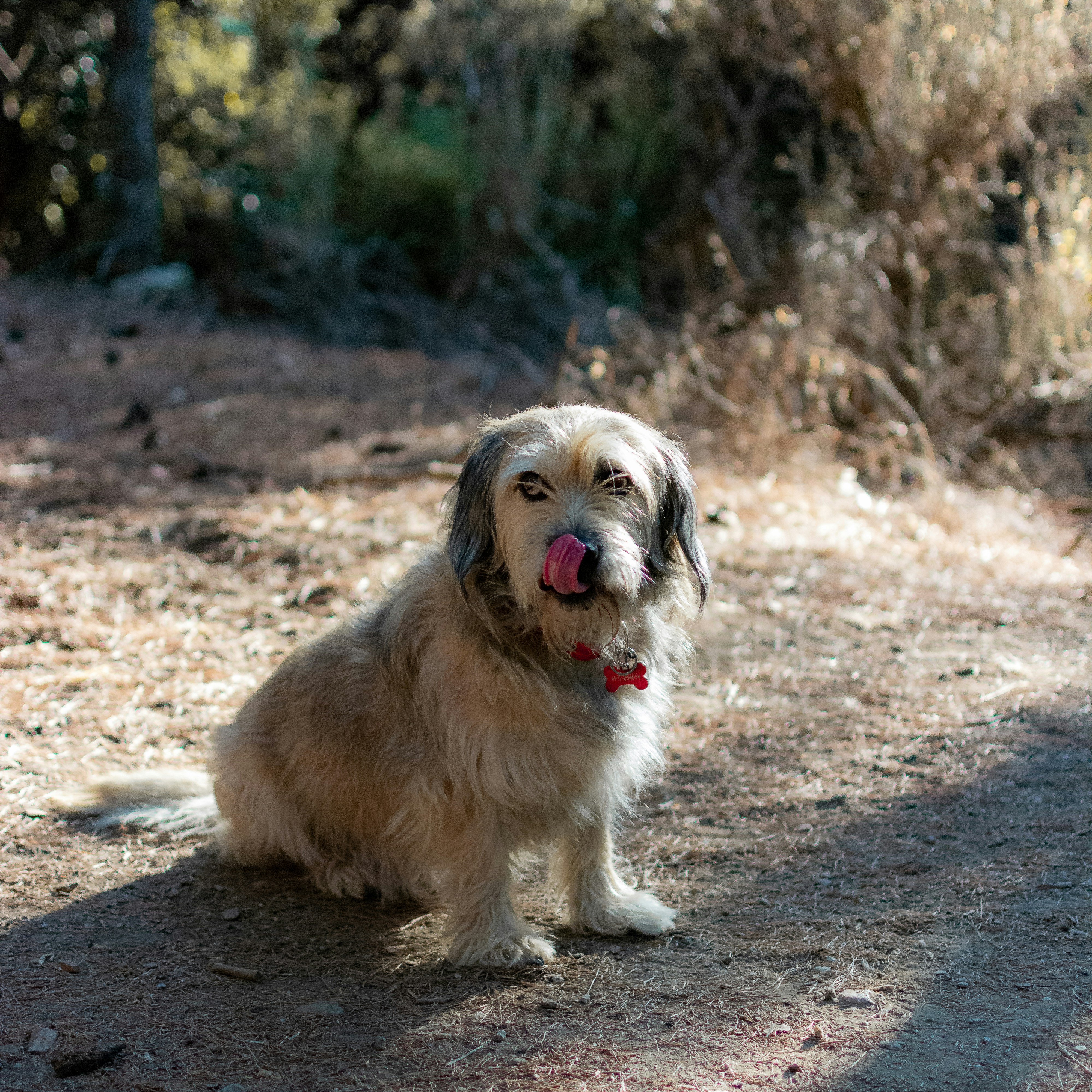 Perro pequeño de pelaje largo marrón y blanco