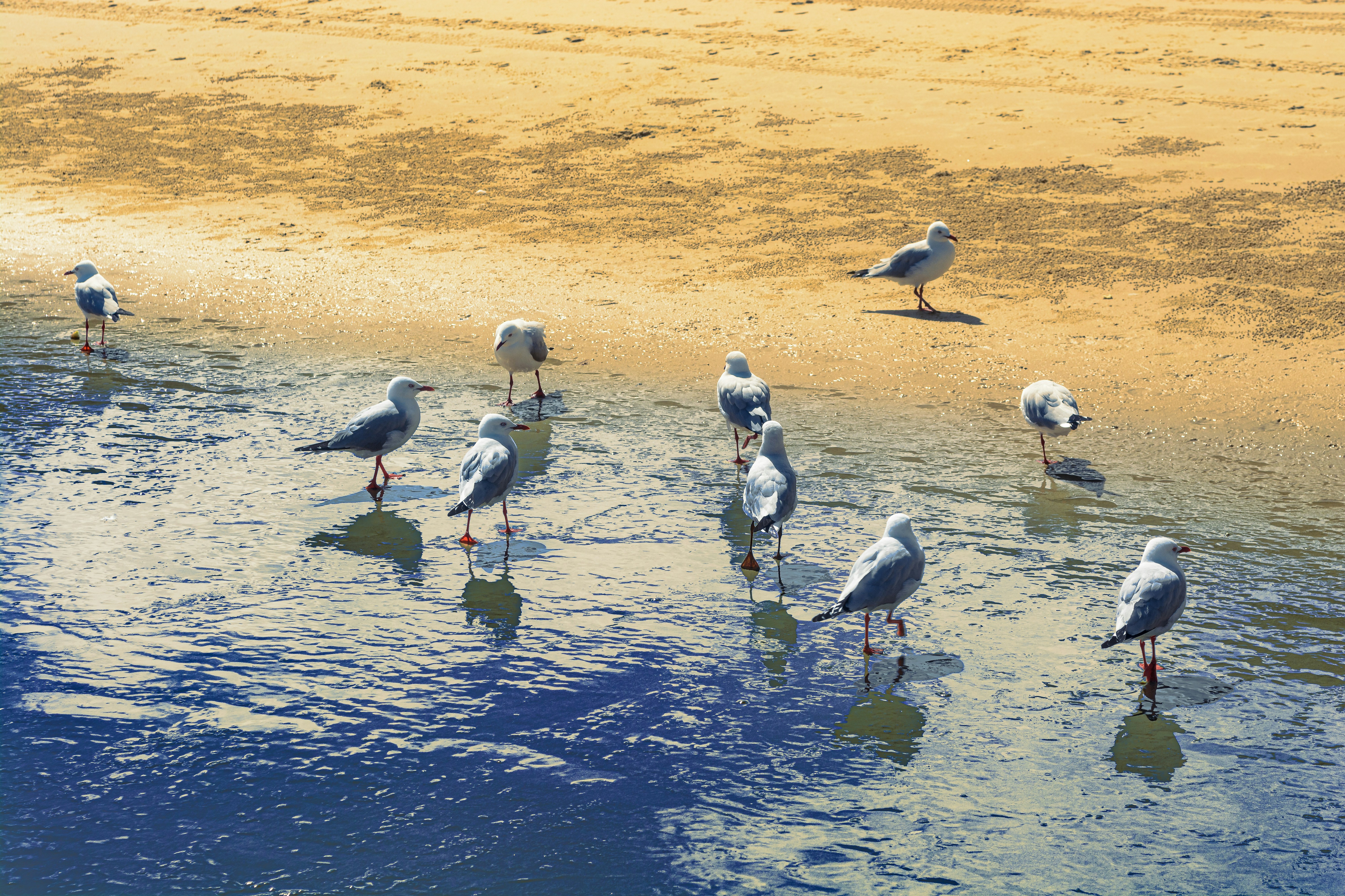 flock of birds on water during daytime, Seagulls eating on the beach of Moreton island.