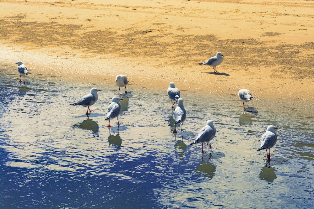 flock of birds on water during daytime