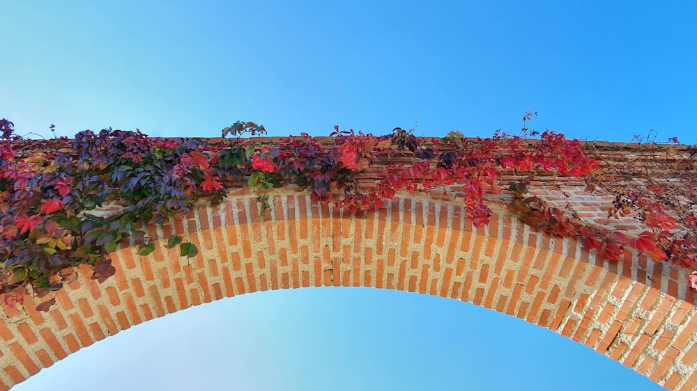 red flowers under blue sky during daytime