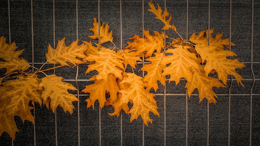 yellow maple leaves on black metal fence