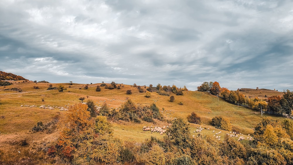 brown grass field under cloudy sky during daytime