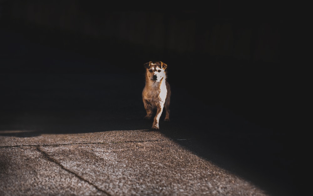 brown and white short coated dog on gray concrete road