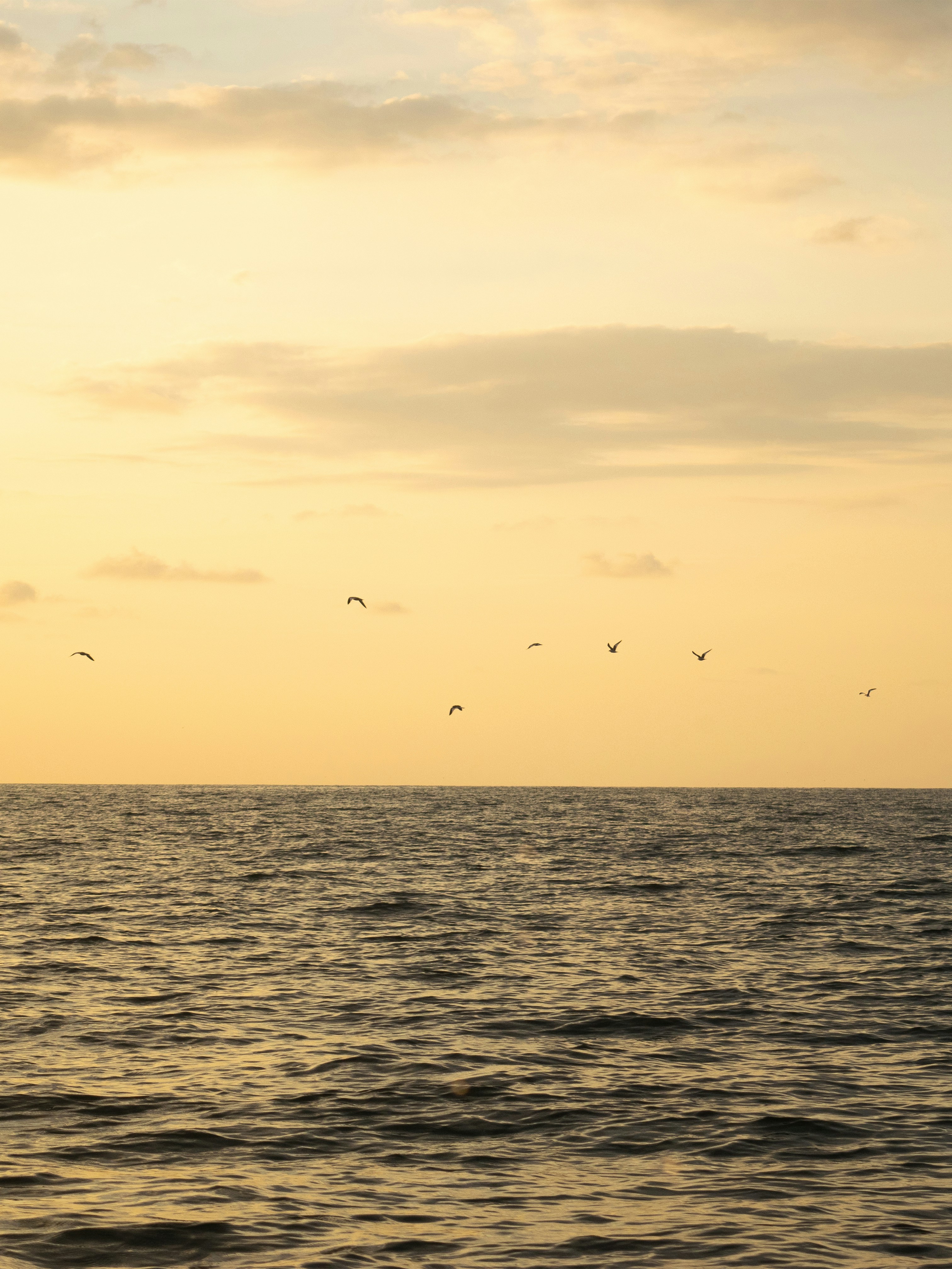 silhouette of birds flying over the sea during sunset