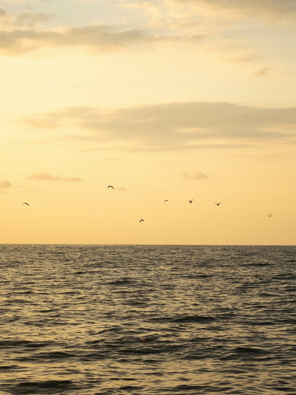 silhouette di uccelli che volano sopra il mare durante il tramonto