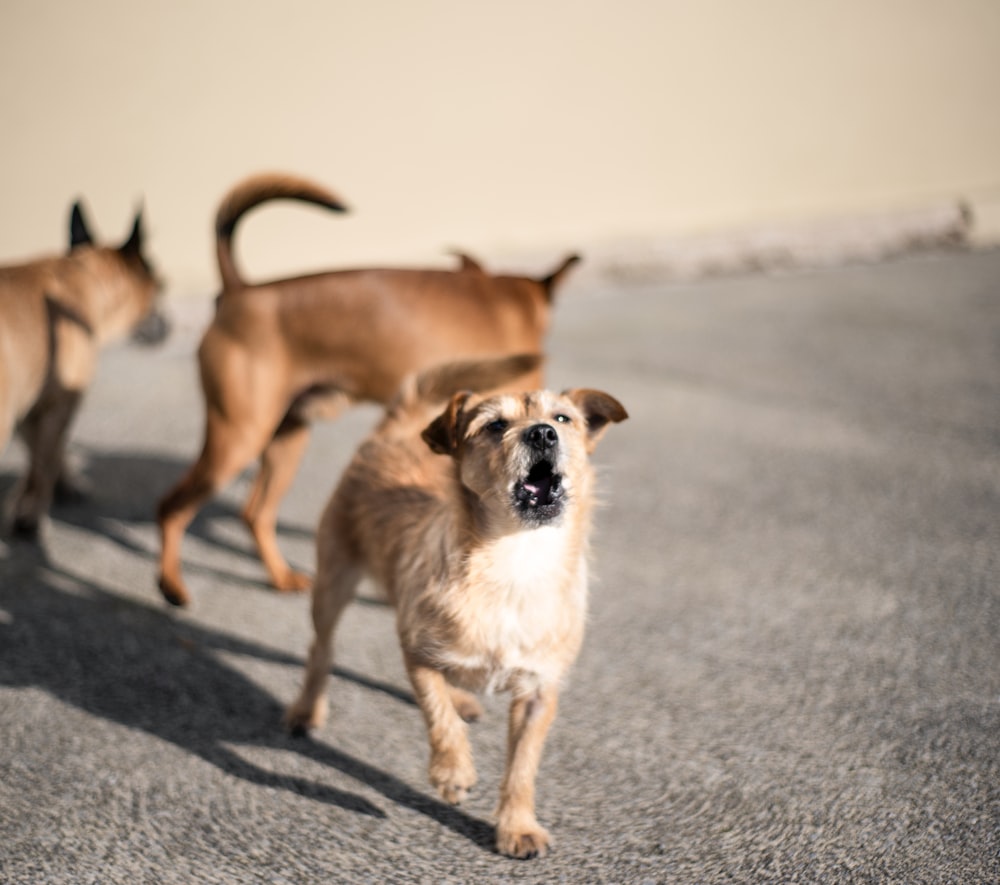 brown and white short coated dogs on gray concrete floor