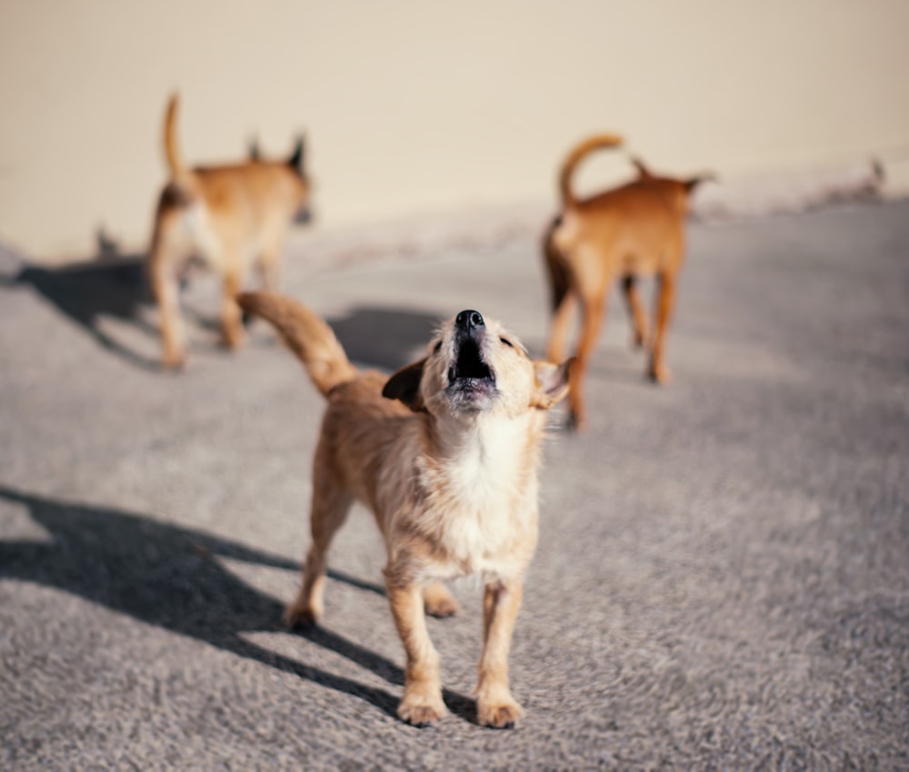 brown and white short coated dog running on gray concrete floor during daytime