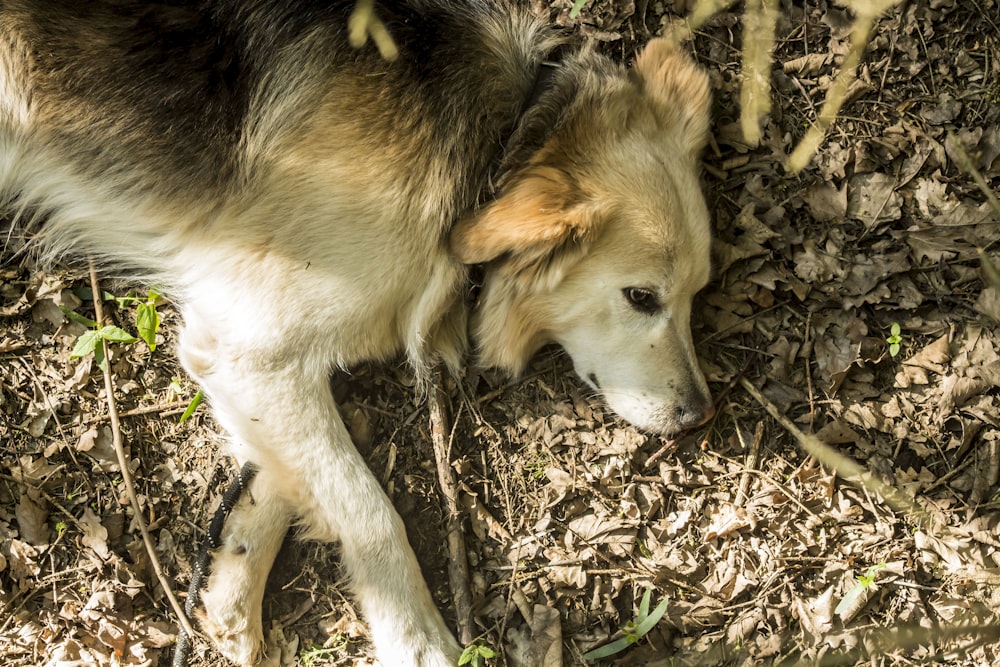 brown and black german shepherd lying on brown dried leaves