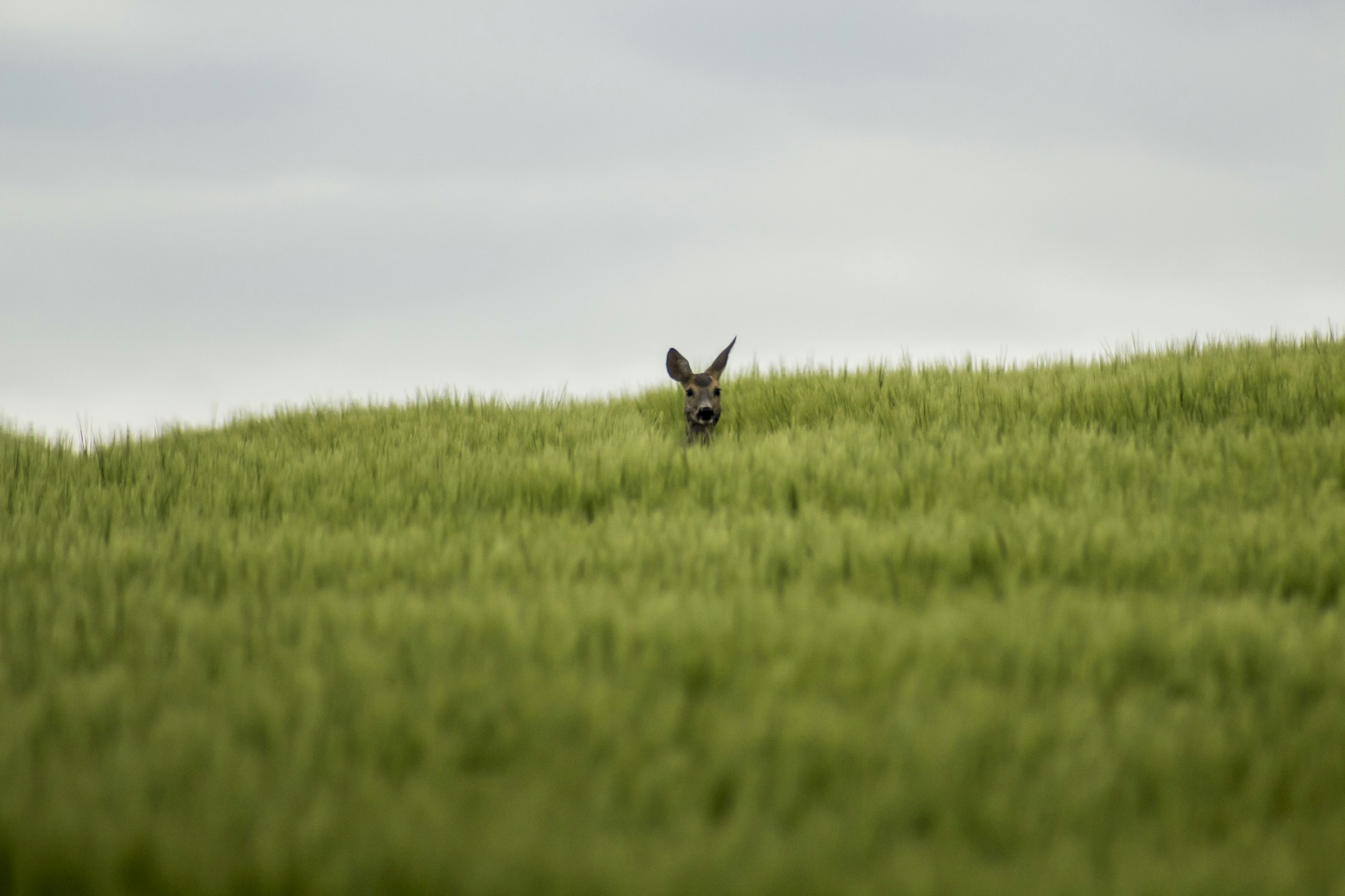 Black rabbit on green field under off-white sky during daytime. Photo by Julian Hanslmaier.