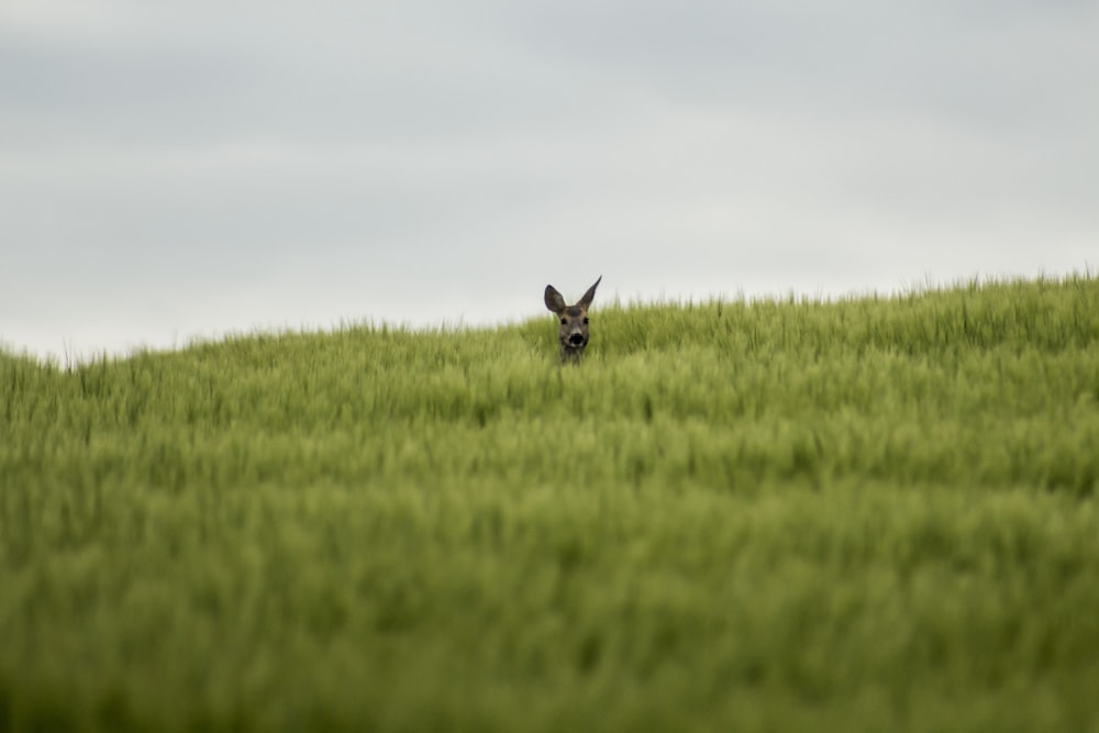 black rabbit on green grass field under white sky during daytime