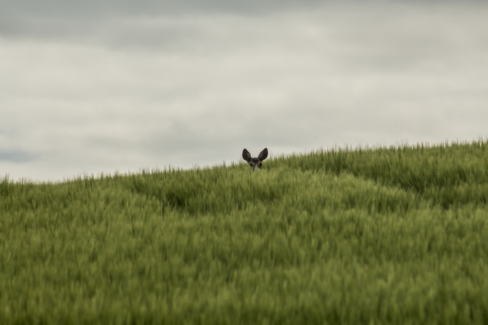 conejo negro en el campo de hierba verde durante el día