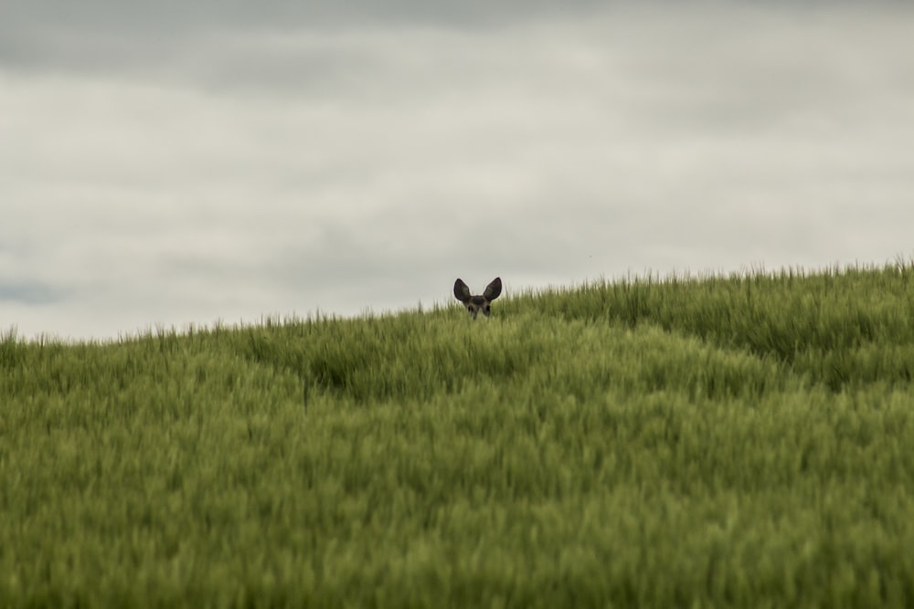 昼間の緑の芝生の上の黒ウサギ