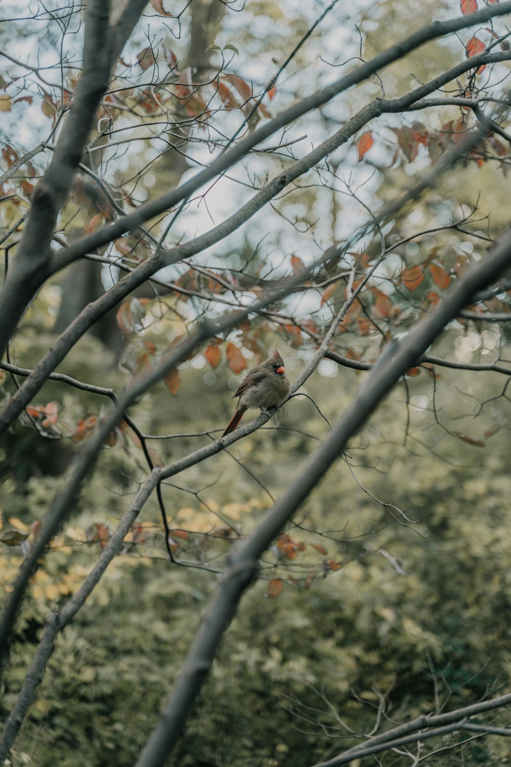 oiseau brun sur une branche d’arbre brune pendant la journée