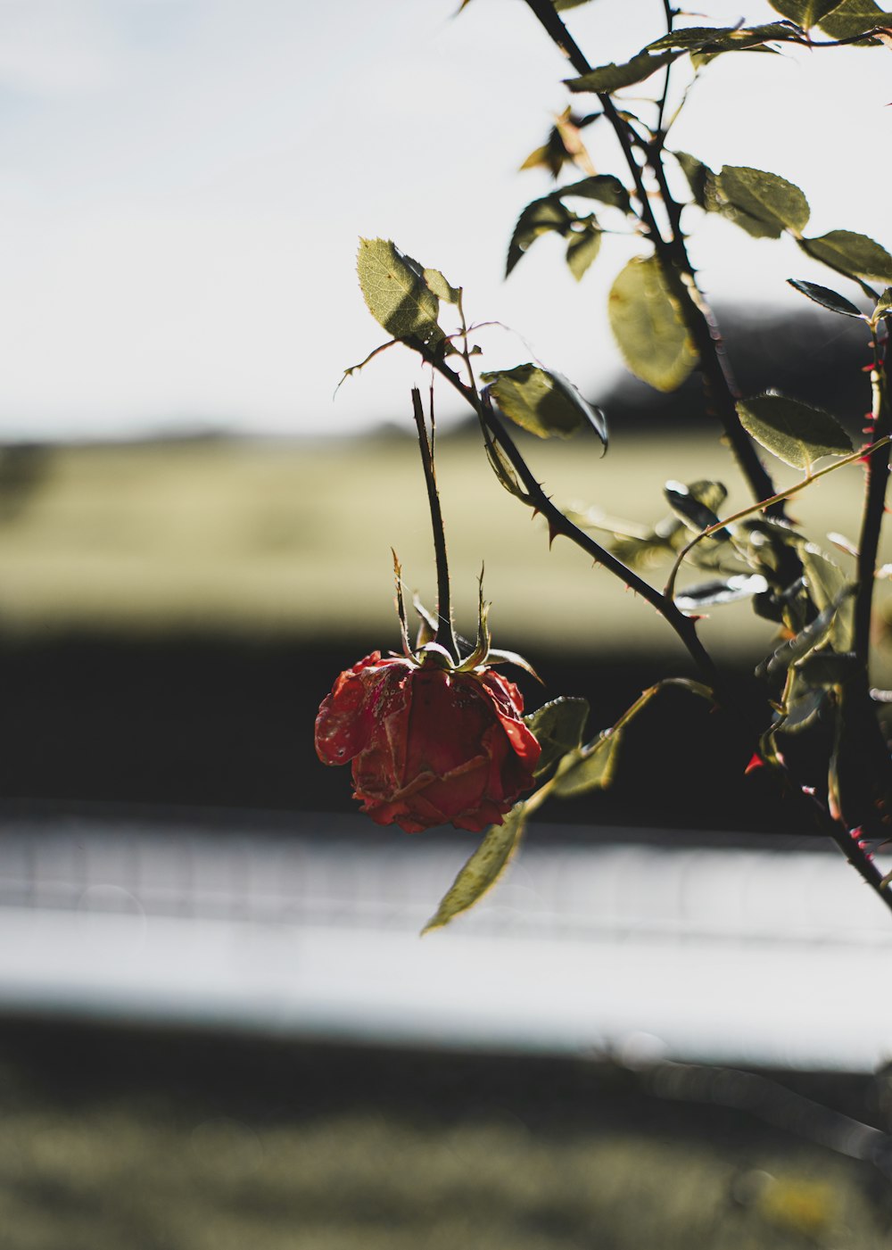 red rose in bloom during daytime